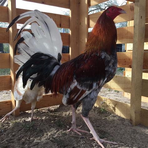blue fever gamefowl|Blue Fever.